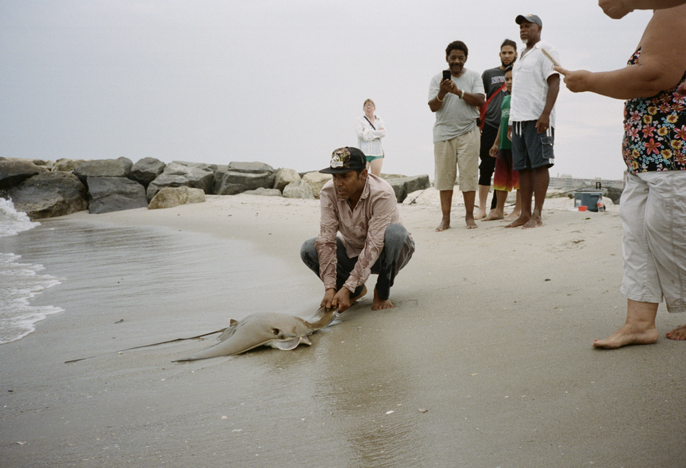 A man holding a sting ray on the shore of Rockaway Beach.