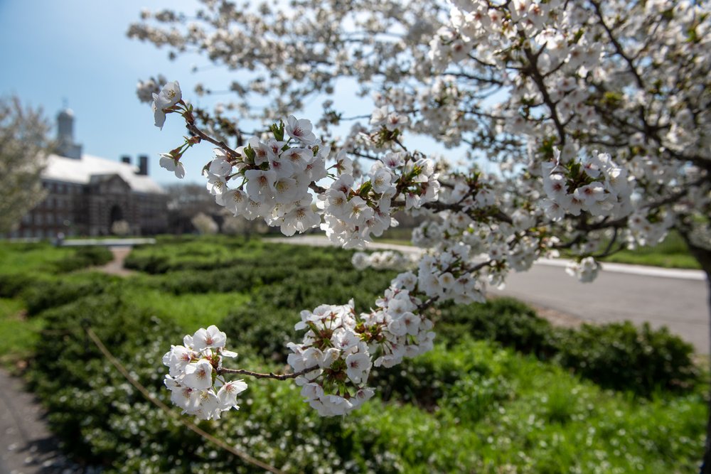 A blossoming tree up close, with buildings in the background