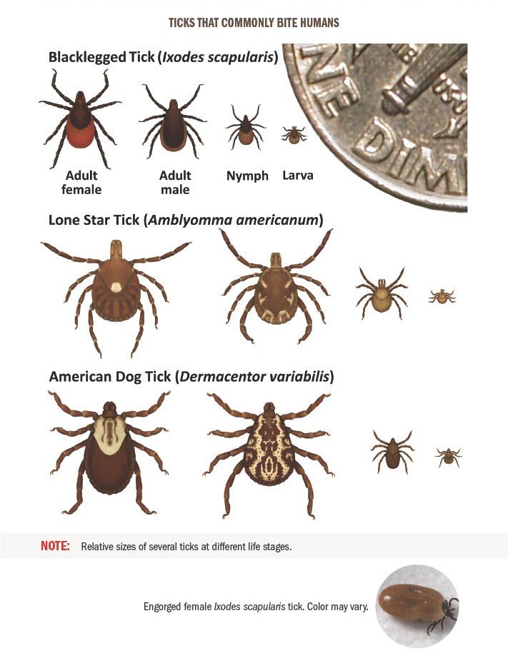 Ticks that commonly bite humans compared to the size of a dime.