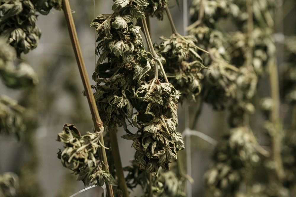 Harvested cannabis hangs to dry in a shaded greenhouse at a farm on Long Island (Scott Heins for Gothamist)