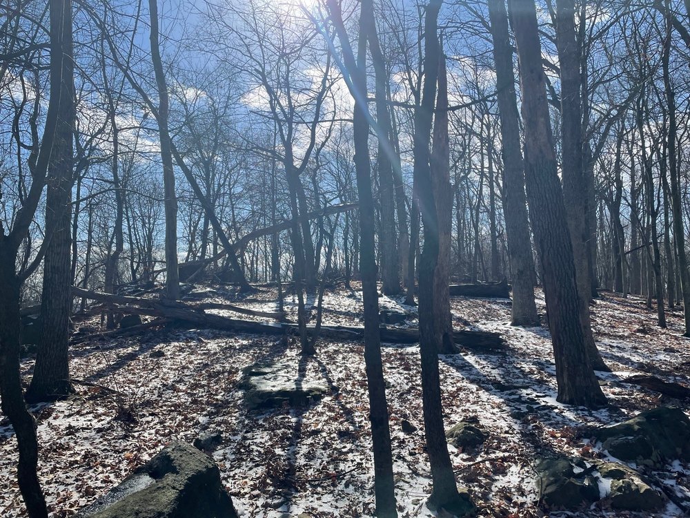 Forest in New Jersey