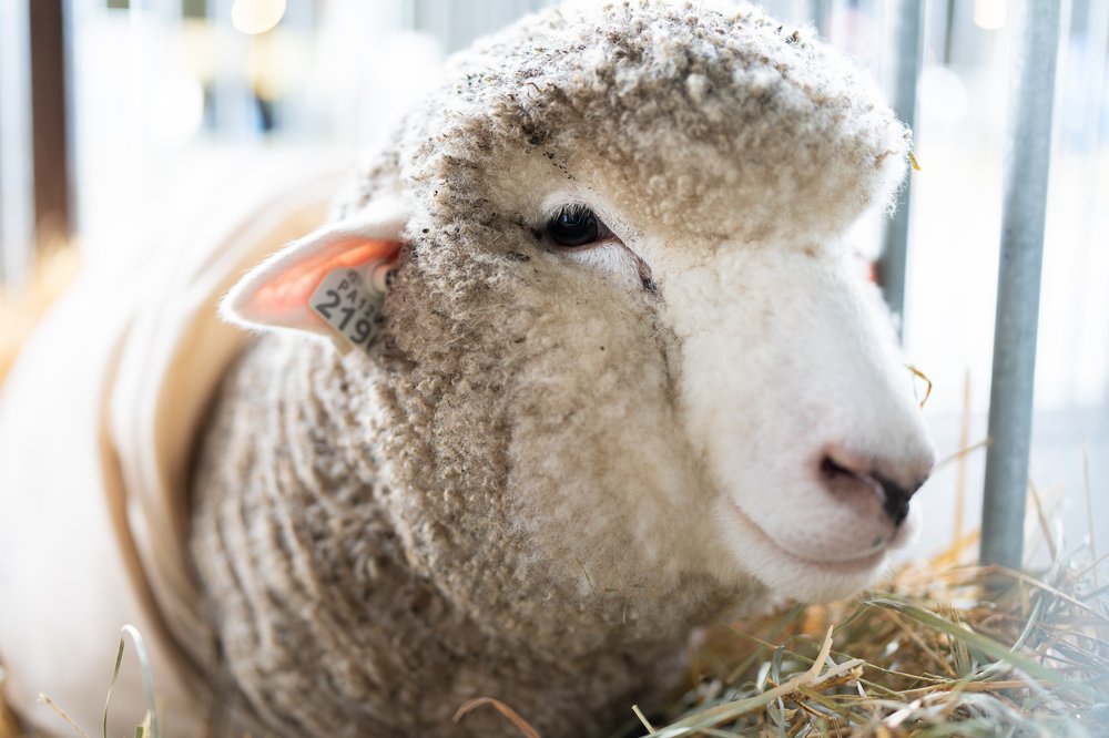 A sheep