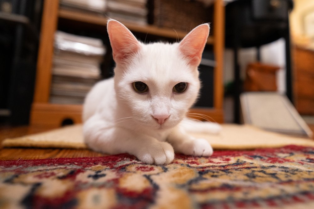 Spot, a white cat, inside where it's warm.