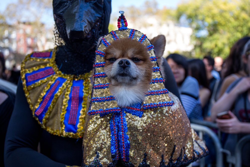 a0239ed3bdoghalloween-18-jpg.jpeg