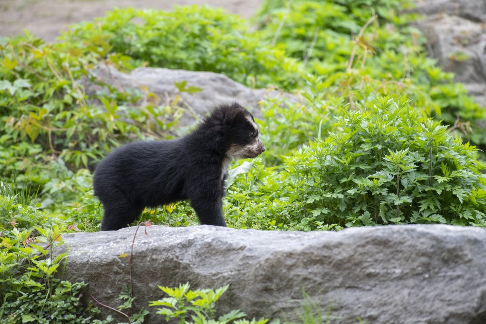 a13eafa8bjulie-larsen-maher_9152_andean-bear-and-cubs_qz_05-10-19-jpg.jpeg