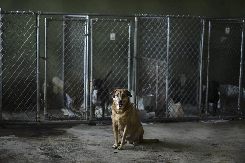 a5a2f8bc9hsus_photo_386801-jpg.jpeg A dog at the San Francisco de Asis animal shelter in Cabo Rojo, Puerto Rico, on Tuesday, Aug. 22, 2017. (Carlos Giusti/AP Images for The HSUS)