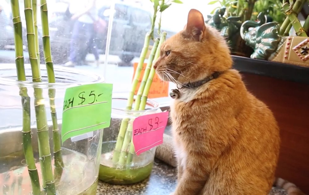 a5e7356f0bobo-jpg.jpeg This is bodega cat is named Bobo and believes in bamboo shoots for luck<br>(Amy Pearl / WNYC)