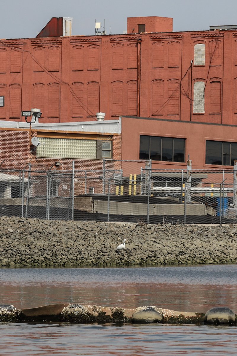 a60be1b7320180411-img_9636bird-jpg.jpeg The first egret spotted by Elkins this season.</br>