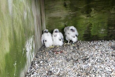 The chicks: Martha, Rosie and Juno, although we're not sure which one is which, to be honest