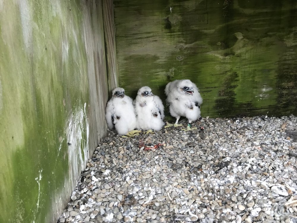 a60cfe4c448138001012_778e871920_b-jpg.jpeg The chicks: Martha, Rosie and Juno, although we're not sure which one is which, to be honest
