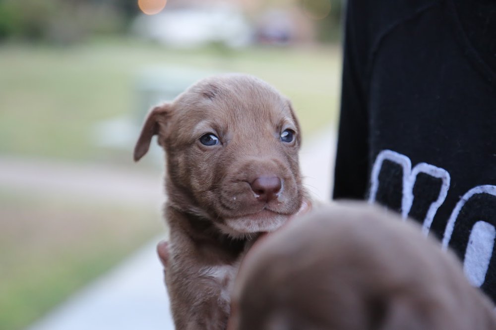 a641f09a0little-brown-jpeg.jpeg