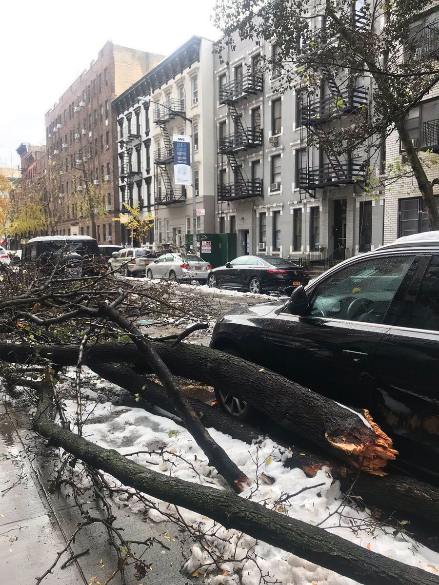 a6f9ecbf2uestree2-jpg.jpeg Downed trees on the Upper East Side (<a href="https://twitter.com/RoseFergulano/status/1063431449183993857">rose fergulano / Twitter</a>)