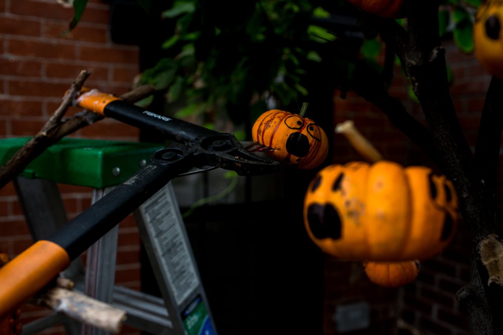 a766f88f7102417pumpkindisplay-10-jpg.jpeg