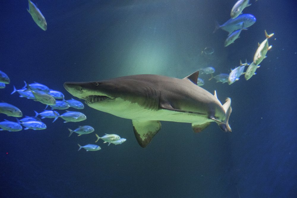 a8aa08727_julie-larsen-maher_5205_sandtiger-shark_ows_aq_05-11-18-jpg.jpeg Sandtiger shark (Julie Larsen Maher/WCS)