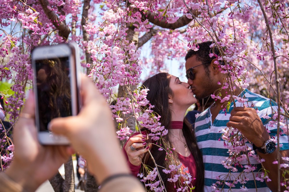 a9c48ae03sakura-30-jpg.jpeg
