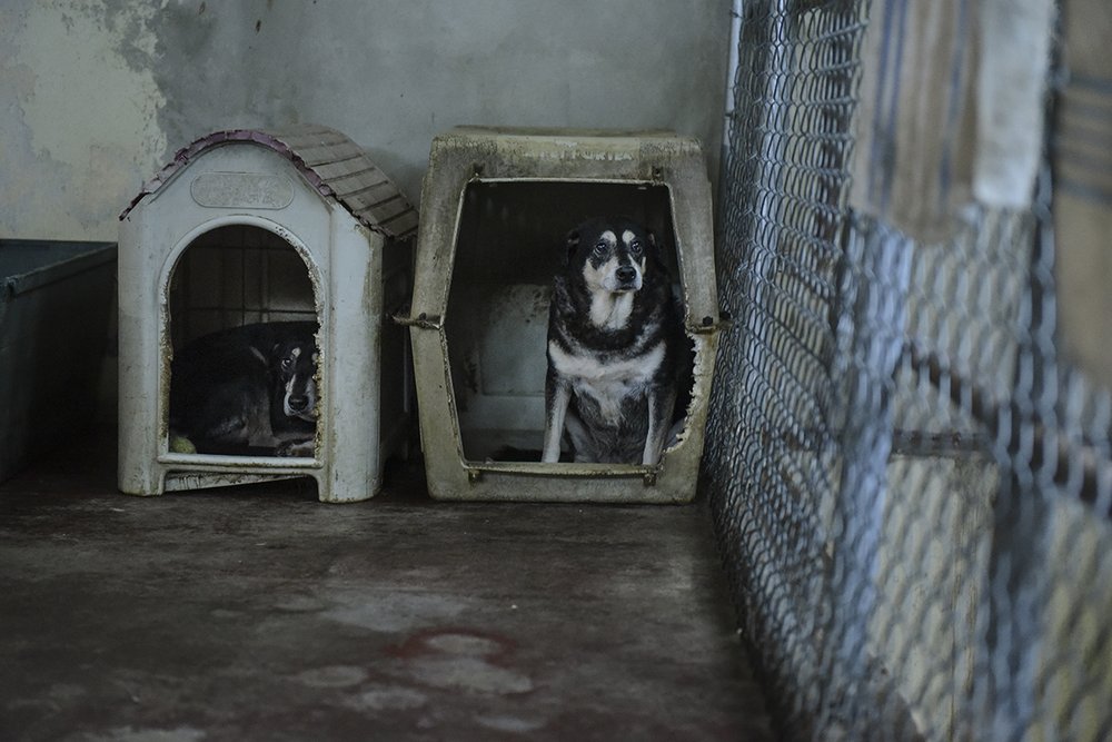 aa0d0c261hsus_photo_386777-jpg.jpeg Dogs at the San Francisco de Asis animal shelter in Cabo Rojo, Puerto Rico, on Tuesday, Aug. 22, 2017. (Carlos Giusti/AP Images for The HSUS)