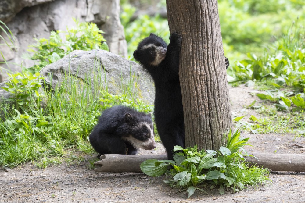 aa76f8993julie-larsen-maher_9015_andean-bear-and-cubs_qz_05-10-19-jpg.jpeg