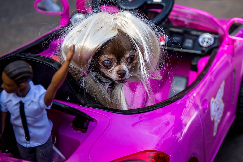 aa84df4a9doghalloween-187-jpg.jpeg