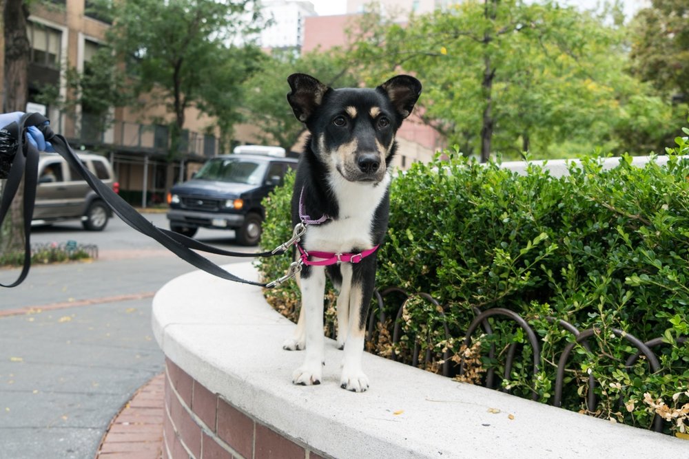 ac0193c45sheba1-jpg.jpeg Sheeba, 6 months old, is regal<br>