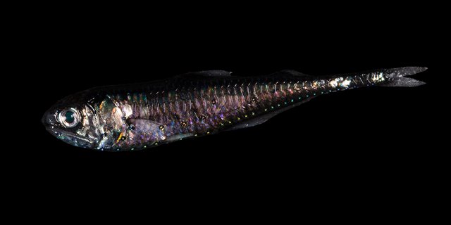 A bioluminescent Lantern fish.<br>