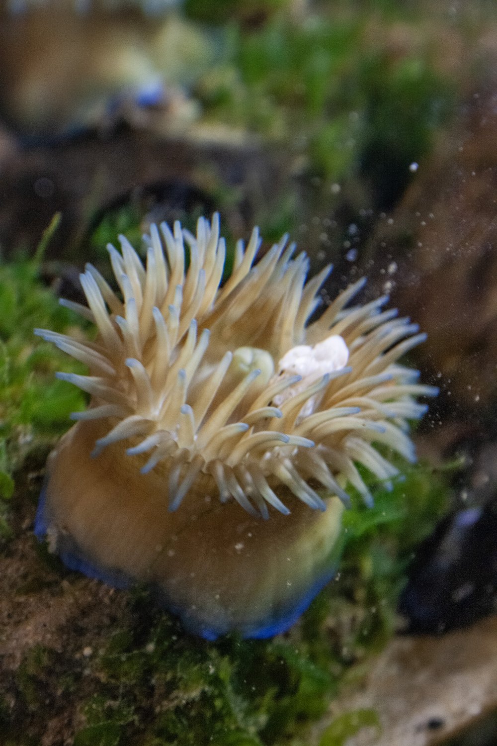An anemone.