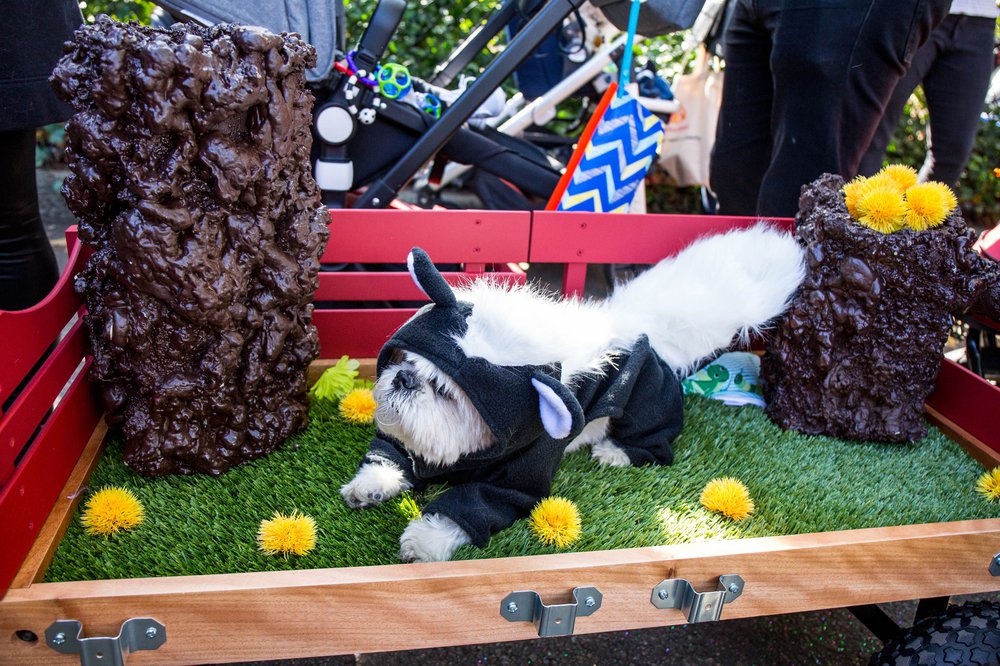 ad7f38c05doghalloween-118-jpg.jpeg
