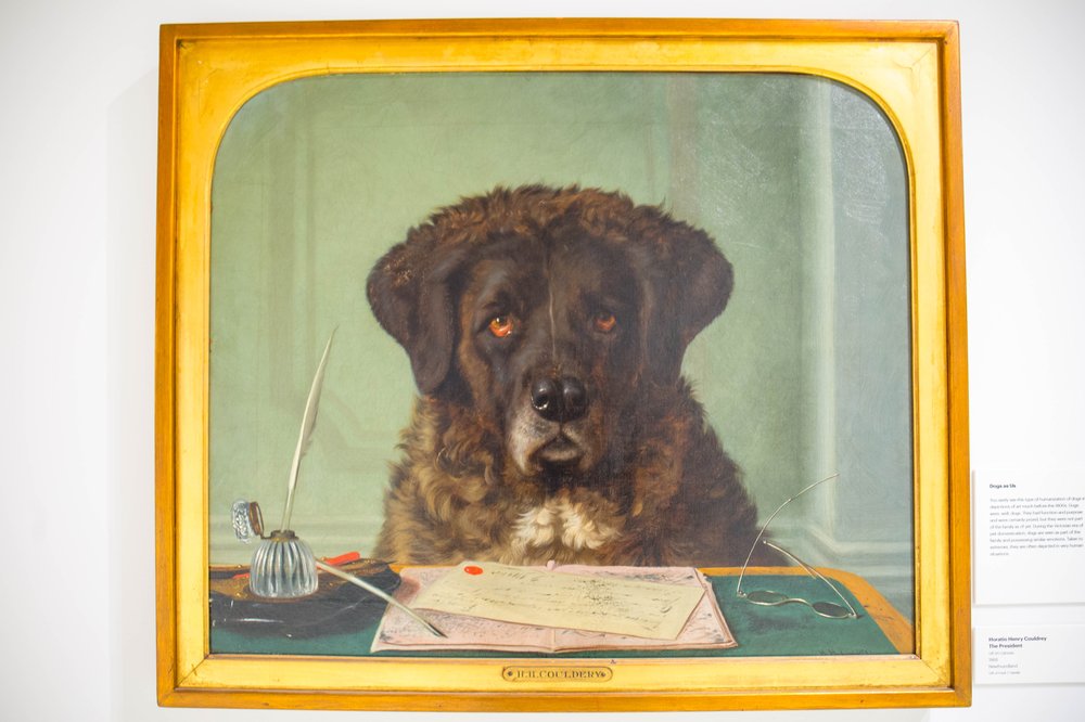 ada708856dog-48-jpg.jpeg