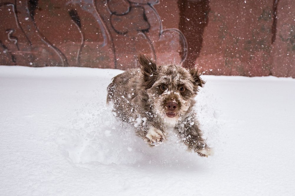 ae31a6385snow-31-jpg.jpeg