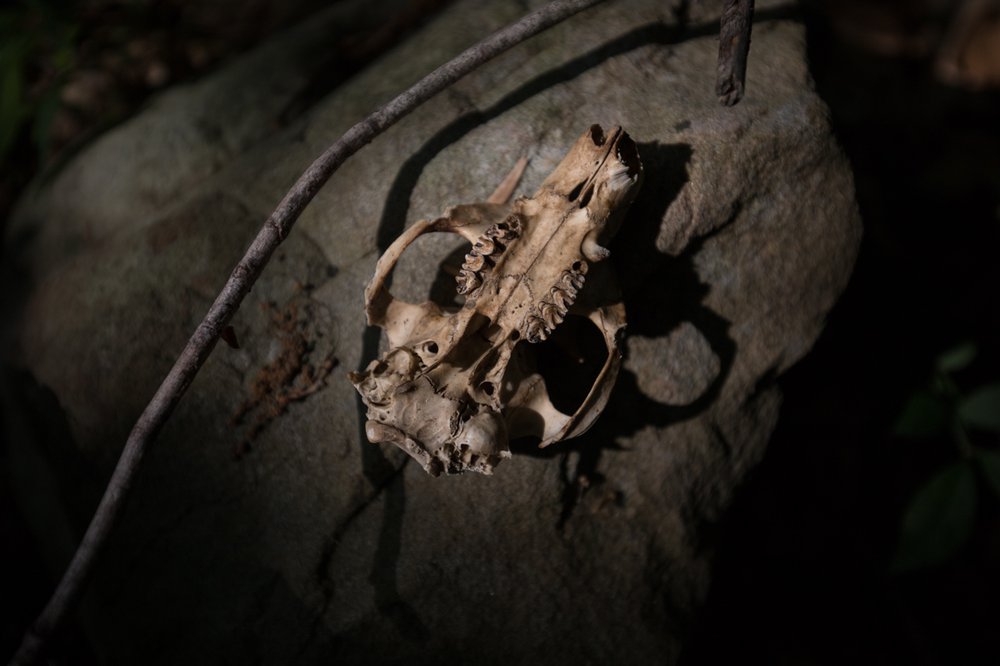 ae4fad545saimokhtari-0752-random-scull-found-while-searching-for-bronze-castings-jpg.jpeg