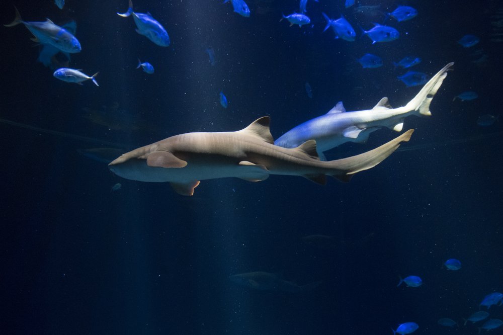 af78872bbjulie-larsen-maher_2170_hudson-canyon-s-edge-with-sharks_ows-_aq_06-21-18-jpg.jpeg (Julie Larsen Maher/WCS)