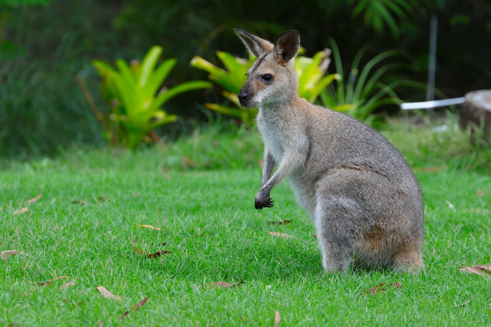A wallaby sitting in some grass.