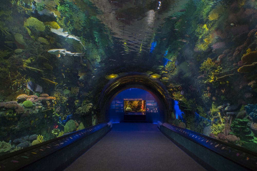 b11a55086_julie-larsen-maher_4849_exhibits-and-details_ows_aq_05-11-18-jpg.jpeg Underwater tunnel (Julie Larsen Maher/WCS)