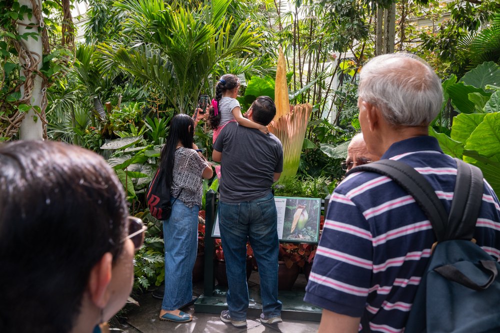 b1f83458ea7r01169-jpg.jpeg New York Botanical Garden visitors admire the corpse flower