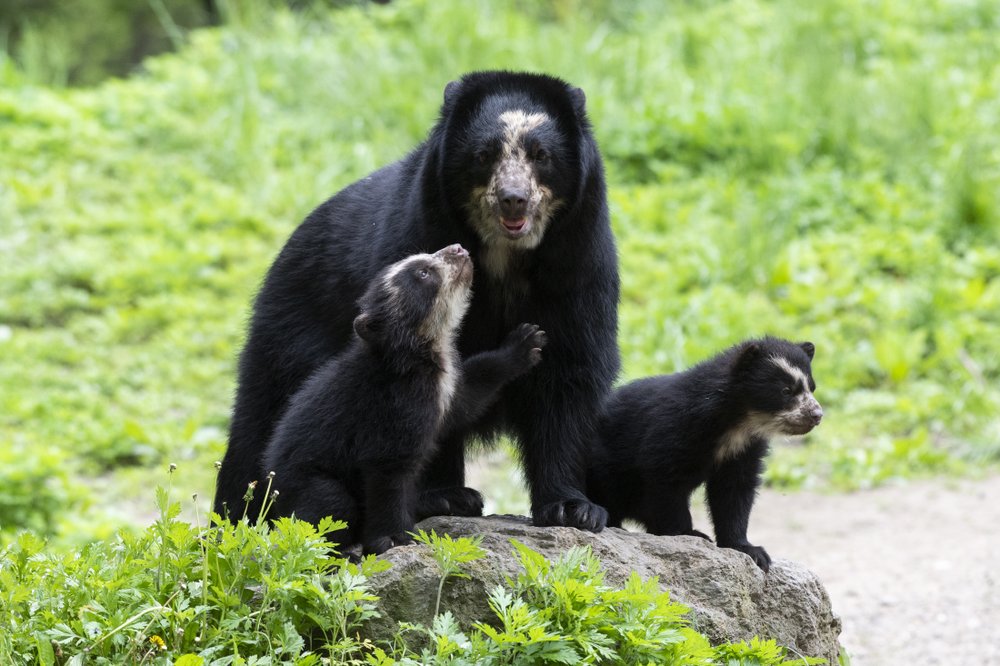 b23bcfd0bjulie-larsen-maher_9281_andean-bear-and-cubs_qz_05-10-19-jpg.jpeg