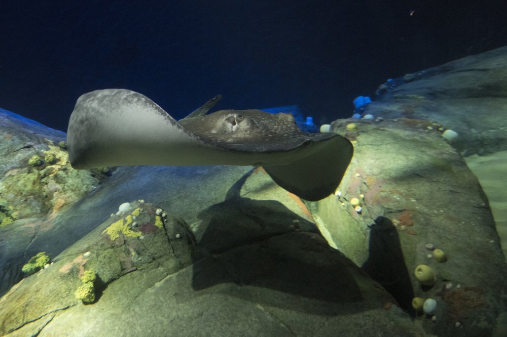 b2f3745dc_julie-larsen-maher_6269_roughtailed-ray_ows_aq_05-11-18-jpg.jpeg Rough-tailed ray (Julie Larsen Maher/WCS)