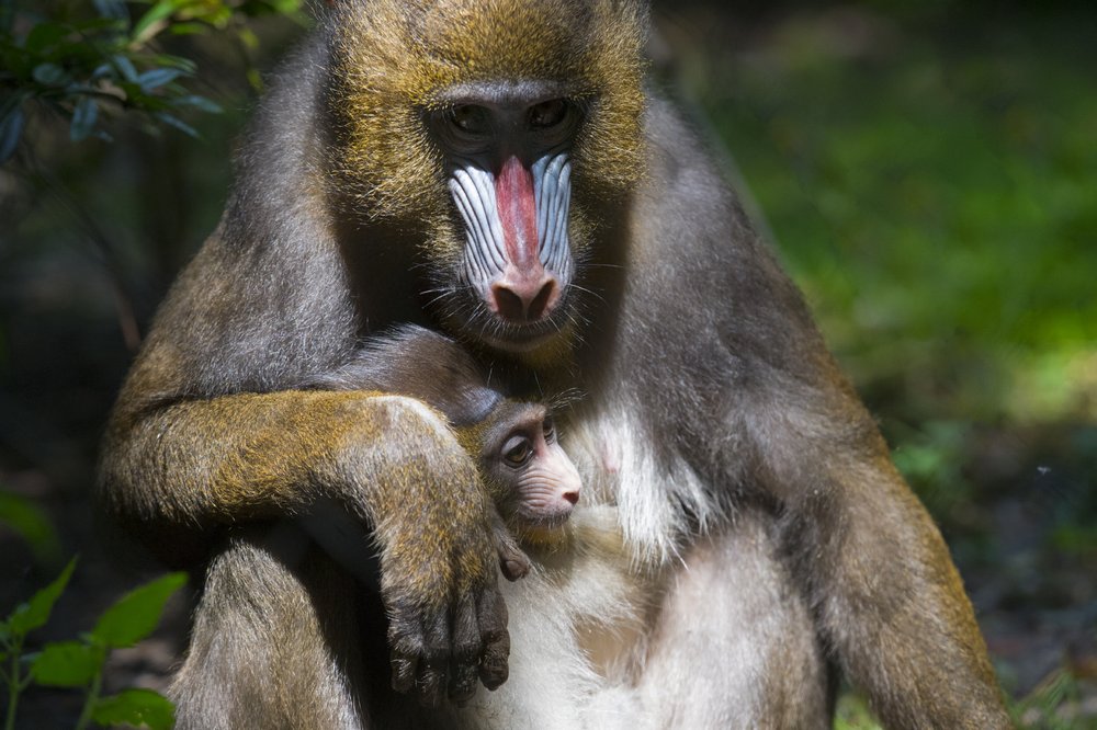 b351c2f46julie-larsen-maher_3534_mandrill-and-baby_con_bz_08-18-18-jpg.jpeg