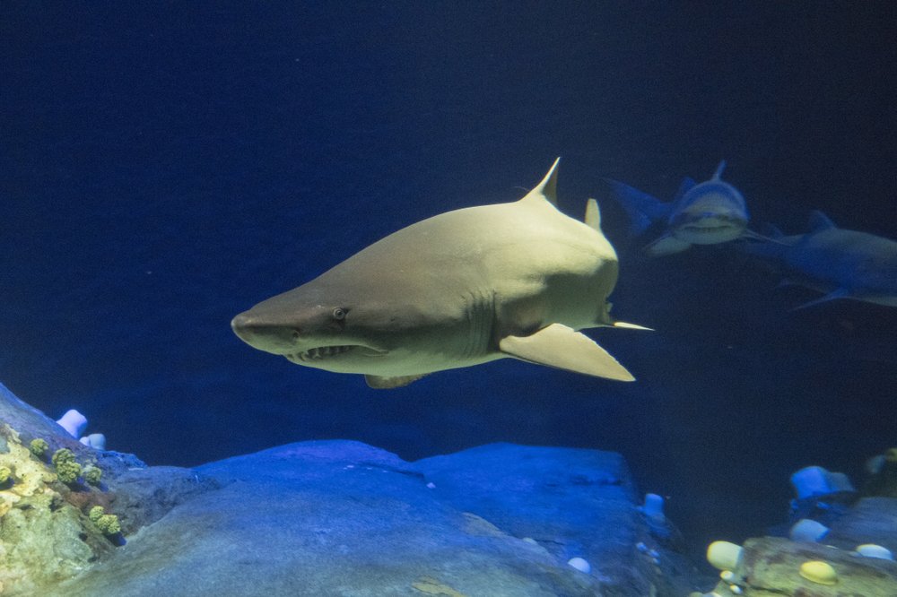 b38e935b9_julie-larsen-maher_6267_sandtiger-shark_ows_aq_05-11-18-jpg.jpeg Sandtiger shark (Julie Larsen Maher/WCS)