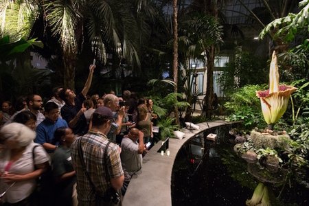 2016's Corpse Flower.