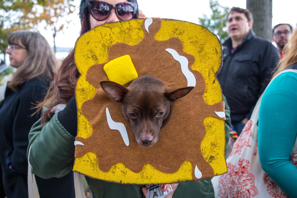b61d1a47ddog-37-jpg.jpeg