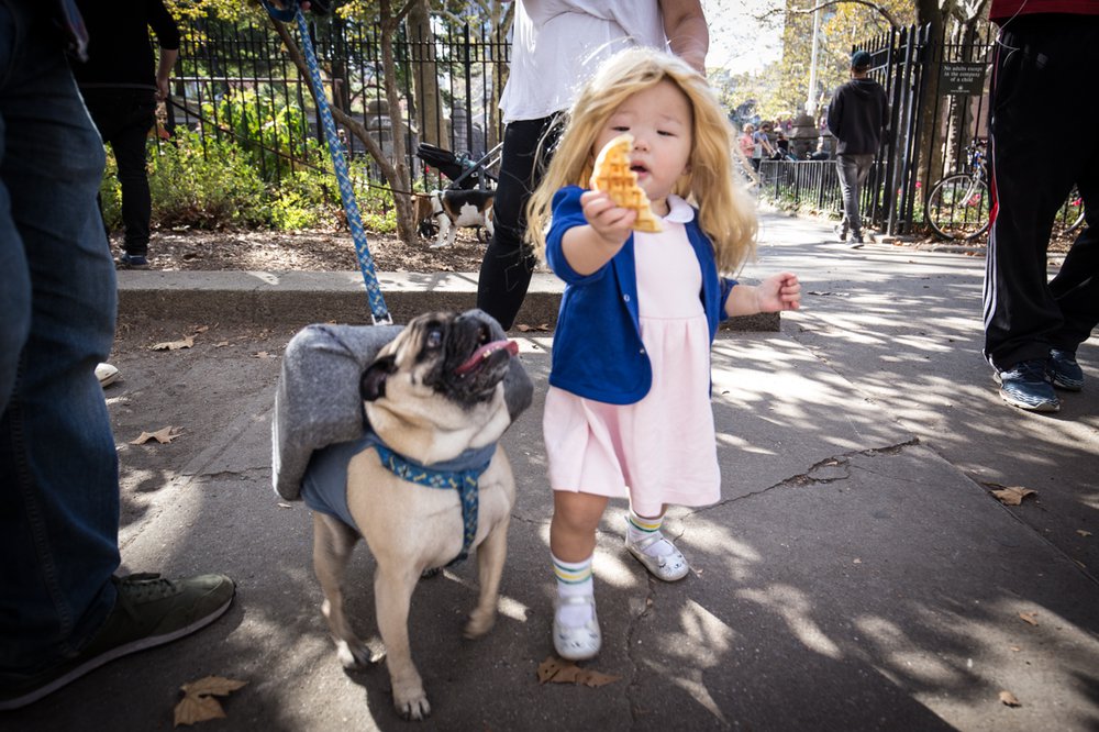 b7ef44a0b20171028-img_5452-jpg.jpeg Eleven with a toaster (dog) with Eggos<br>
