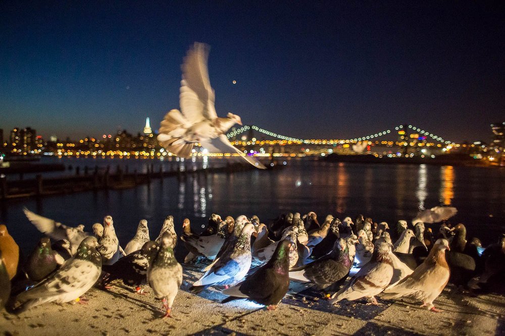 b91288d4e88a815168-jpeg.jpeg "Fly by Night" pigeons on the East River waterfront (<a href="http://todseelie.com/">Tod Seelie</a> / Gothamist)