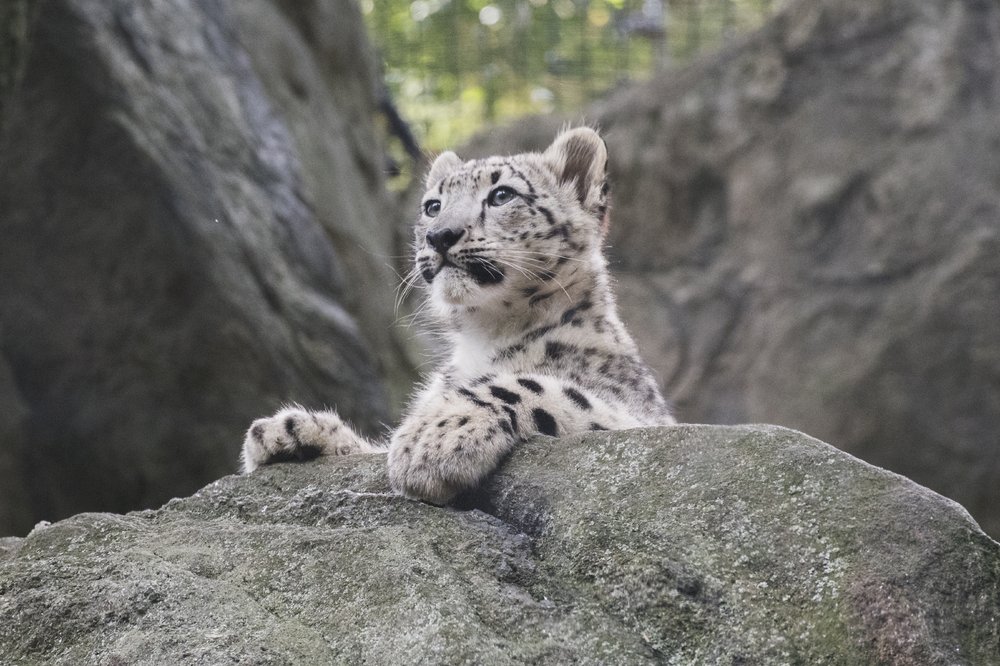 b9202368a_julie-larsen-maher_7379_snow-leopard-and-cub_him-bz_10-10-17-jpg.jpeg