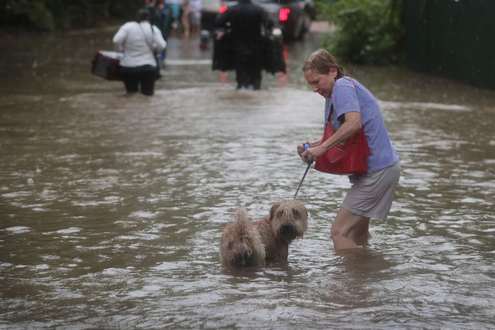 ba314064bgettyimages-839916640-1-jpg.jpeg A resident walks down a flooded street in the upscale River Oaks neighborhood after it was inundated with water from Hurricane Harvey on August 27, 2017 in Houston, Texas<br>(Getty Images)
