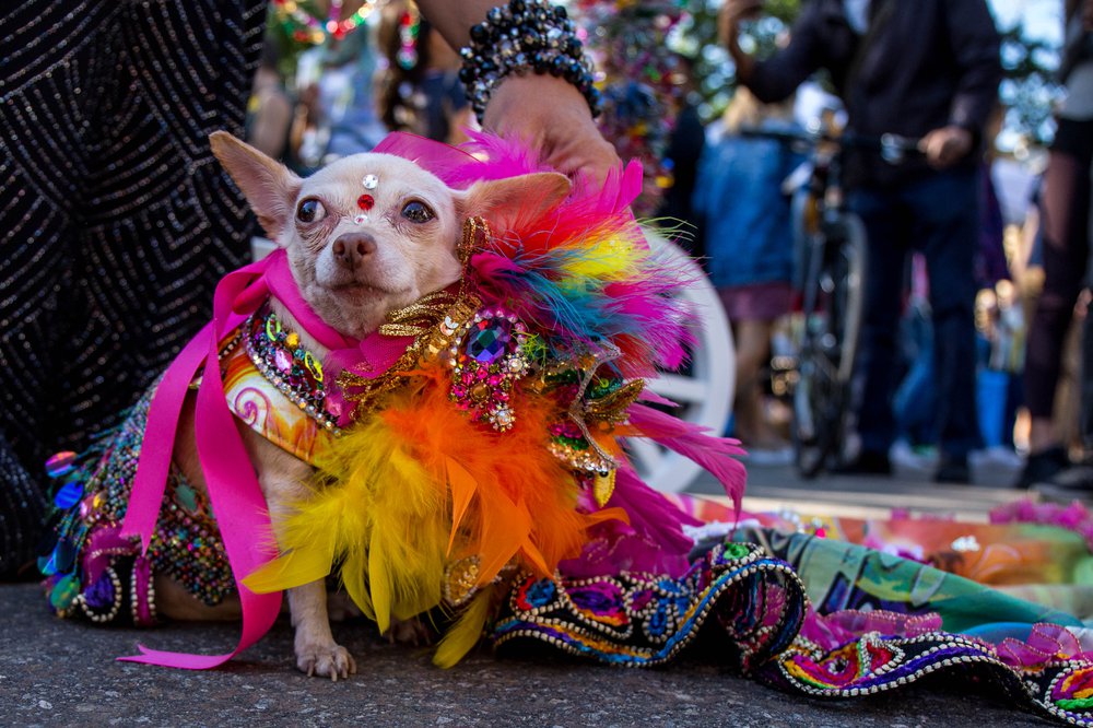 ba845c0a4doghalloween-6-jpg.jpeg