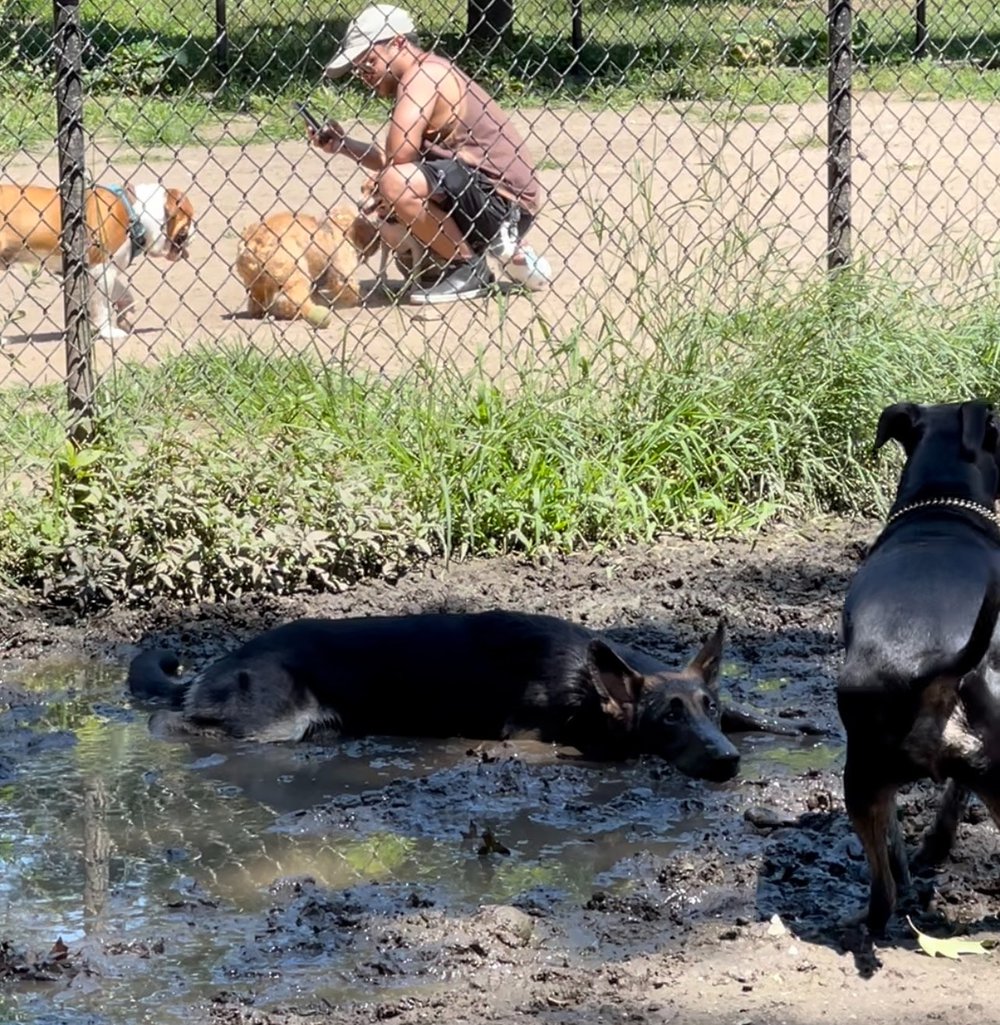 A photo of a dog resting in mud at the Forest Park Barking Lot