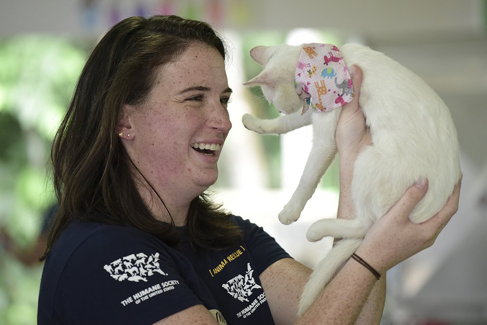 bb77b3747hsus_photo_386537-jpg.jpeg HSUS staff member Molly Feldman interacts with a rescued cat at the Villa Michelle animal shelter in Mayagüez, Puerto Rico, on Tuesday, Aug. 22, 2017. (Carlos Giusti/AP Images for The HSUS)