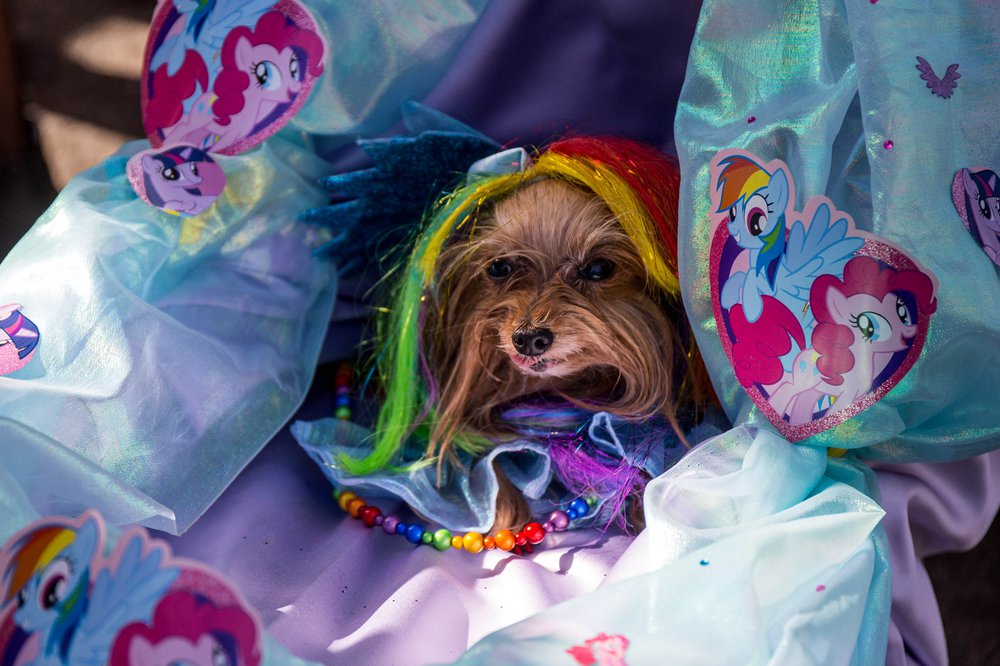bbdf25a35doghalloween-176-jpg.jpeg