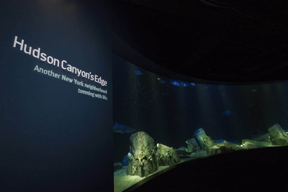 bc00c5f7b_julie-larsen-maher_6287_hudson-canyon-s-edge-with-sharks-sea-turtle-rays-fish_ows_aq_05-11-18-jpg.jpeg (Julie Larsen Maher/WCS)