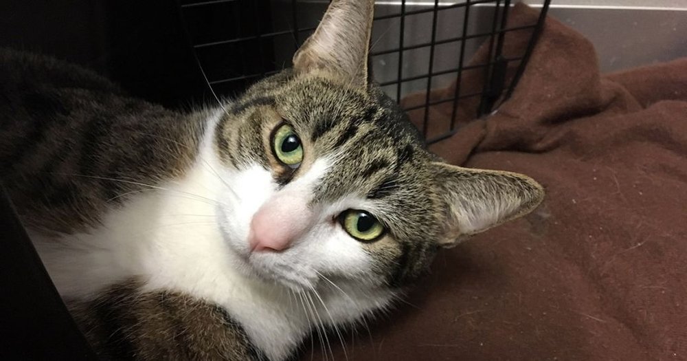 bc53a86b5falafel-a30630067-jpg.jpeg Three-year-old Falafel is, according to the ASPCA, "a sweet but somewhat shy cat... With some patience, love and understanding, Falafel’s delicious personality will shine. He adores attention and will ask for affection, gently purring his thanks."