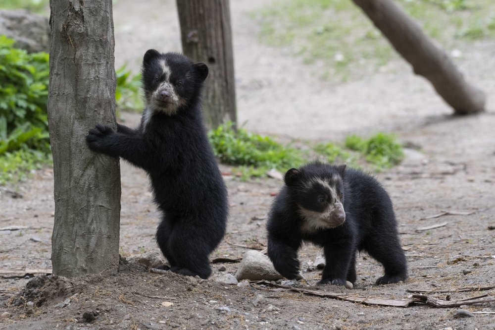 bcbb2d24ajulie-larsen-maher_9221_andean-bear-and-cubs_qz_05-10-19-jpg.jpeg